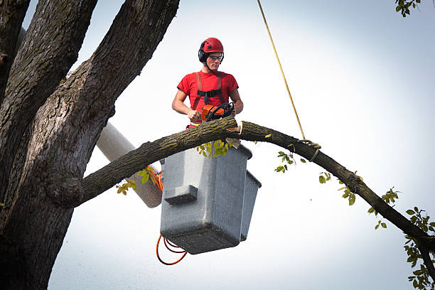 China, TX Tree Removal Company
